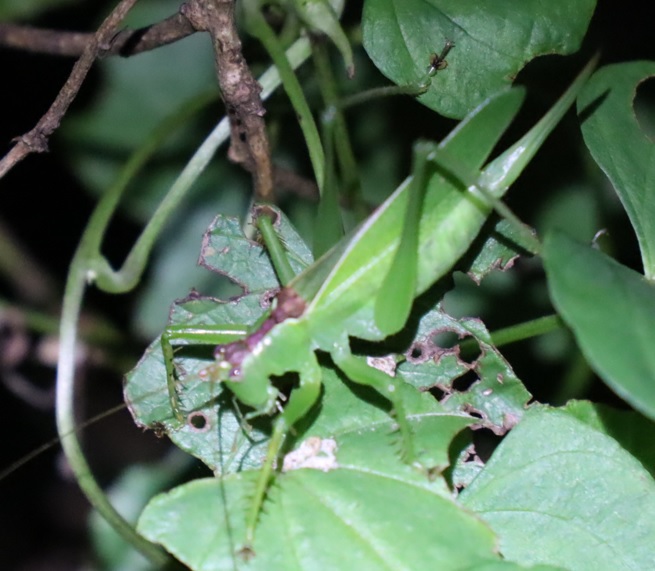 クツワムシの棲む森_ウマオイ♀_2021年9月20日18時40分頃 気温25度